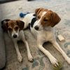 thelmaandlouisebeagles