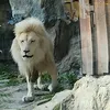 manfredwin