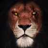 scar591