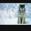 thamie_p