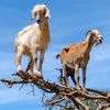 amateurgoat