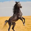 tauseefmalik.23