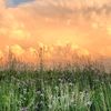 unreal_ranch