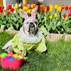 cocothegirlbulldog