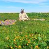 mashe_alzamil