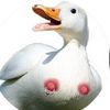 tenderducknipplz