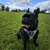 happytheirishfrenchie