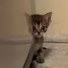 freefreefalastinnnnnn