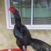 kuminhnhi
