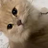 wishibae