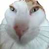 applebeanzz