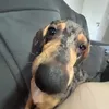 cajumofada