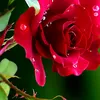 pari13_13