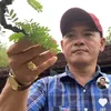 🦚Tấn Lộc 🌲 bonsai