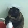 frxggycat