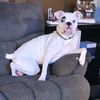 brucetheboxer1048
