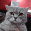 papatya_902