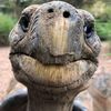 crazetrtle