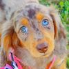 piper_the_dachshund