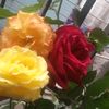 fariya_queen10