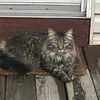 catkid66