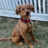 hankthegoldenirish