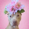 Nala The Tripawd