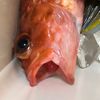 thepleatedfish