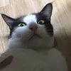 t_skjshshw
