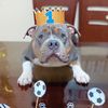 siriusamericanbully