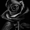 userm97pjbycr1