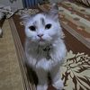 limakucing5