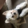 bennythemorkie