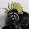 raccoongela