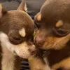 therighthonourable3