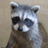 RAISING GRADY Crazy ferret mom