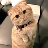 _meochuppy_