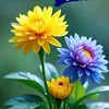 saadaladwany7