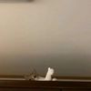 pecker_rr