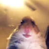 f_shh