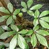 samvietnam_0366666561