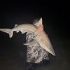 sharks_r_us