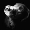 lady_lola_louise