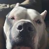 pibbleparadise