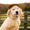 murphsgoldenlife