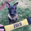 zulu_thesablegsd