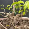 _bonsaiminianphuc_