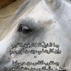 fahadalaradi7