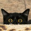 arseniy.vladimirovich