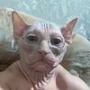 retardedcats